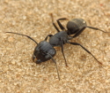 Како се решити црних мрава
