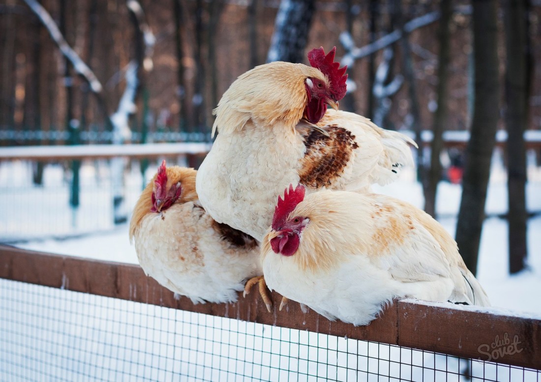 Por que as galinhas não andam no inverno - o que fazer?