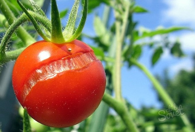 Praskanie-paradajky