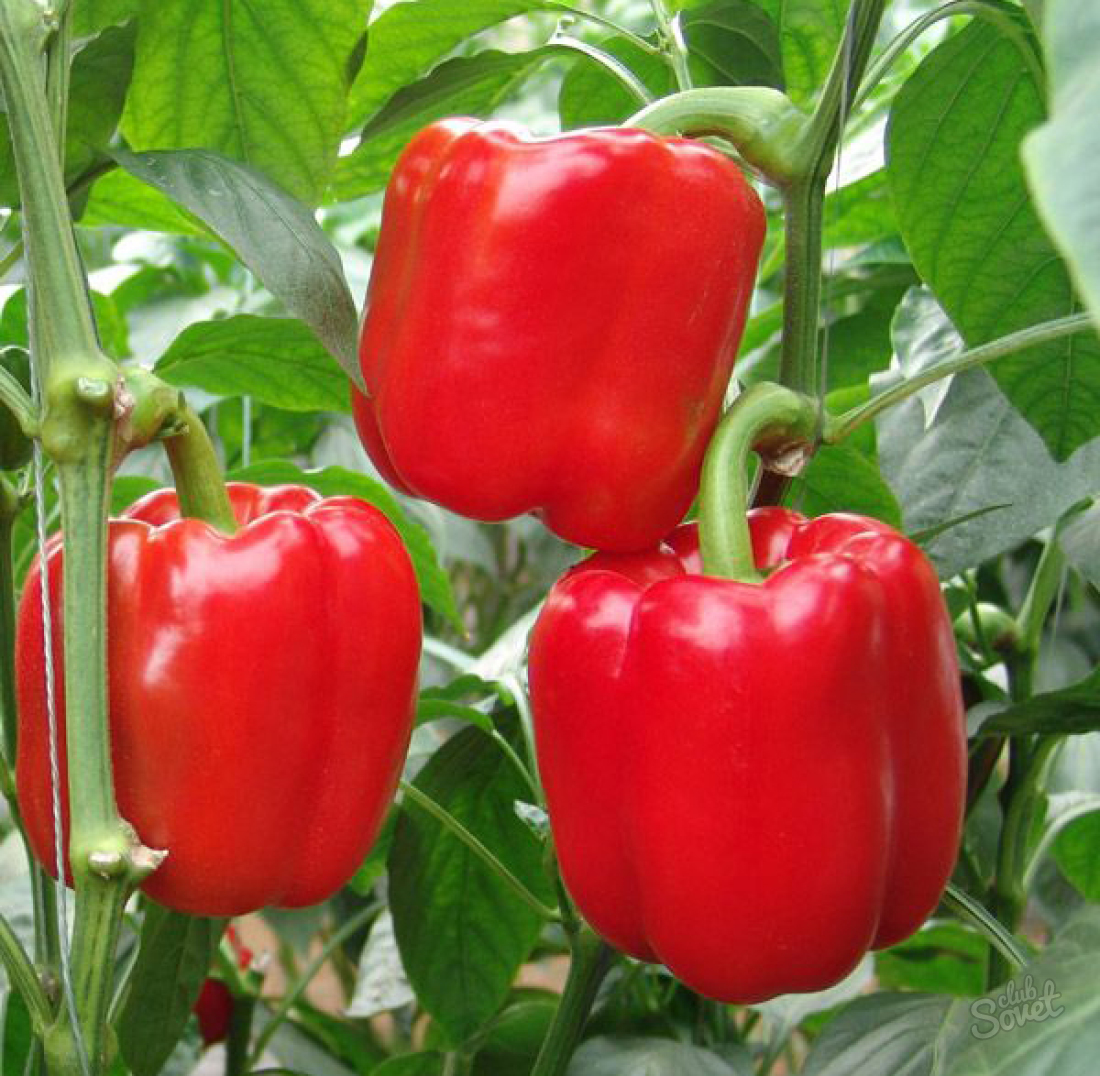 Kako rastejo poper sadike