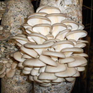 Foto Hur gör man mycelium ostron svamp hemma?