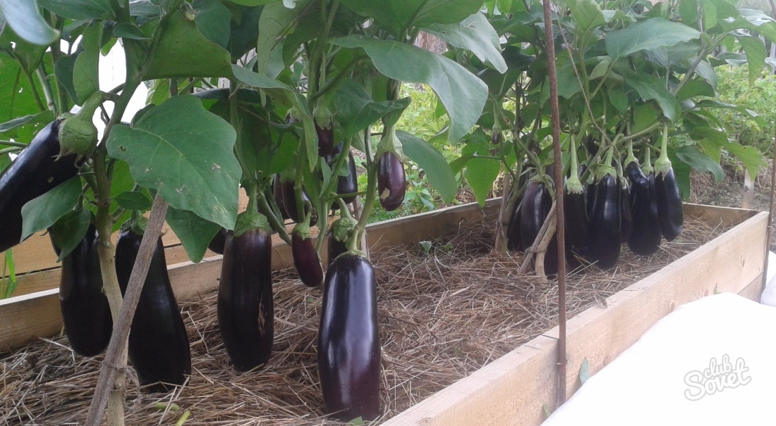 How to packing eggplants