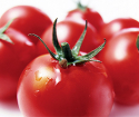 Como lidar com doenças de tomate