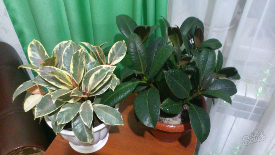 How to propagate the ficus at home