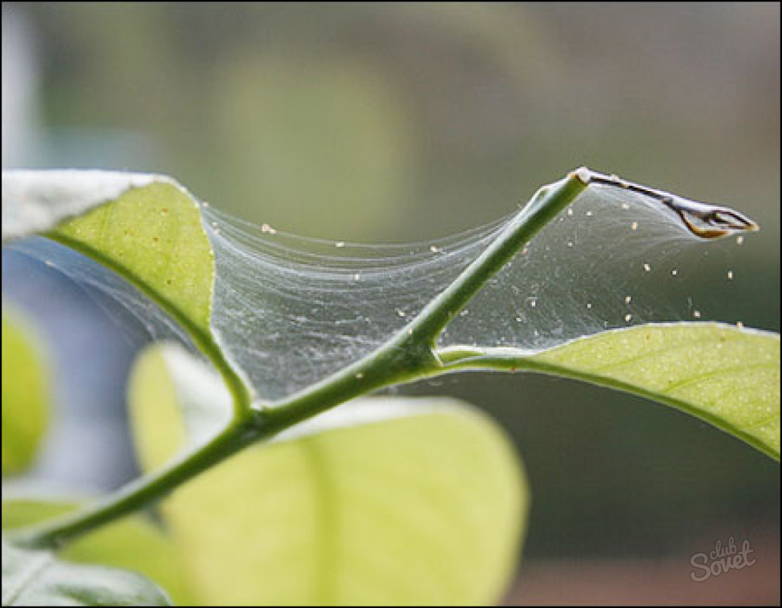 Kako se znebiti pajek Tick na notranjih rastlinah
