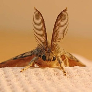 ფოტო როგორ დავაღწიოთ moths in მარცვლეული