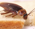 Как да донесе хлебарки от апартамента