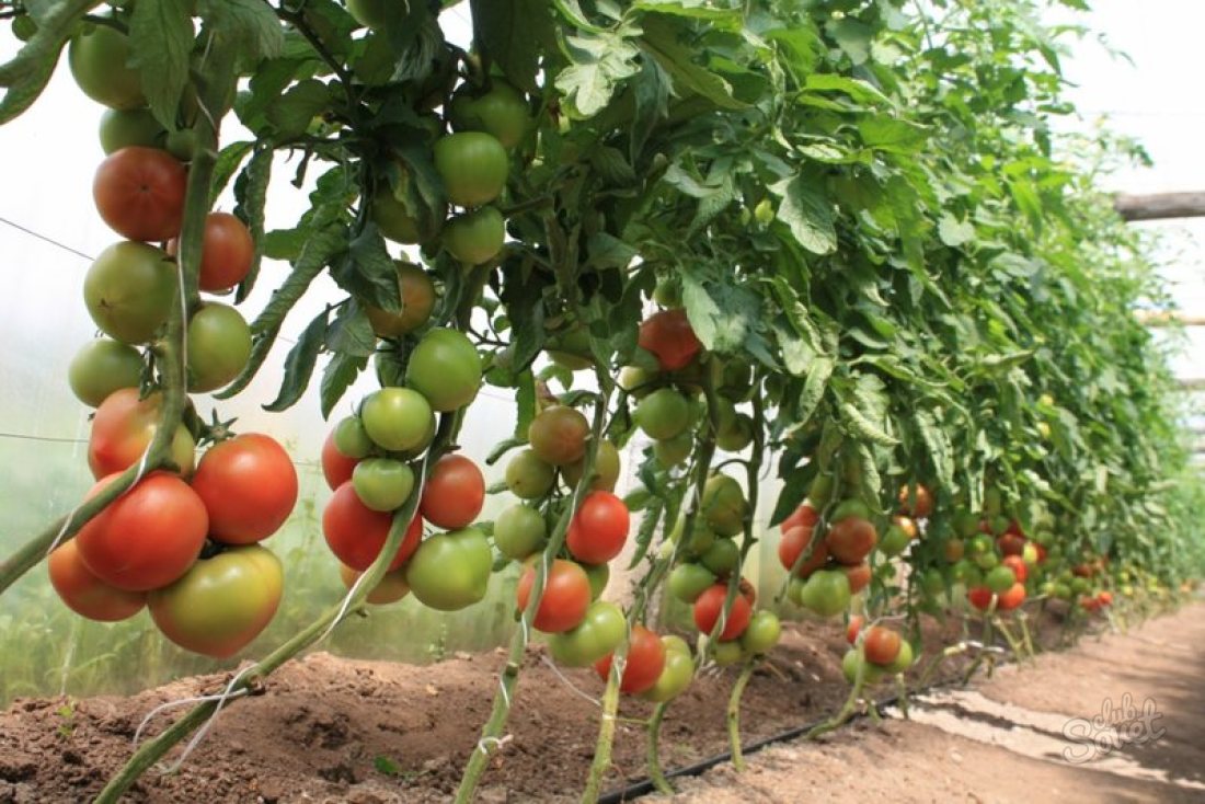 Ako rezať paradajky v skleníku?
