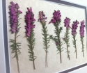 Kako narediti Herbarium