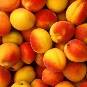 Jak Intill Apricot
