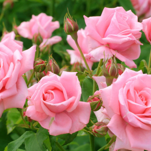 Puffy dew on roses how to deal