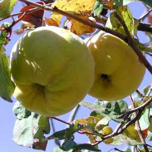 Ako pestovať quince