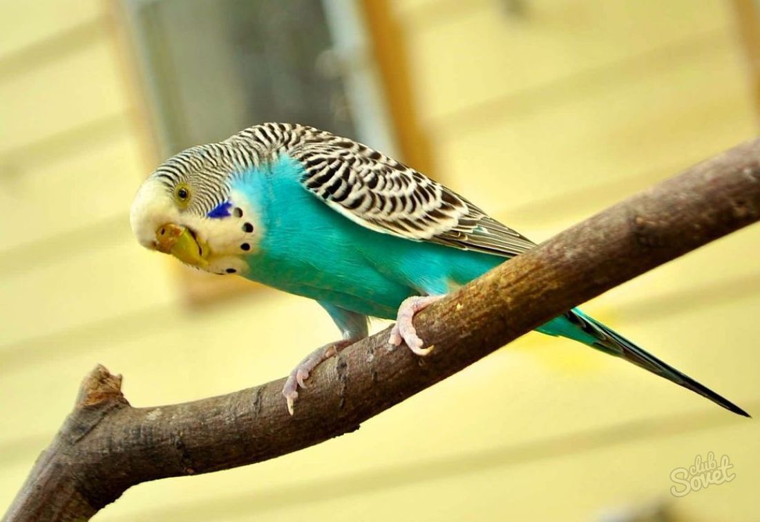 Hur mycket vågiga papegojor lever hemma