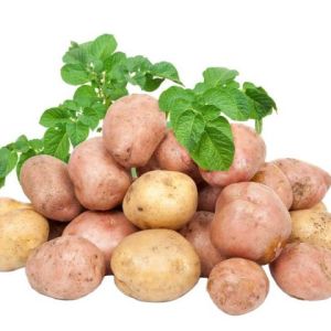 Como plantar batatas com um cartão de fibra
