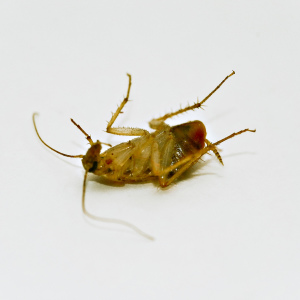 Zdjęcie Jak pozbyć się karaluchów na zawsze