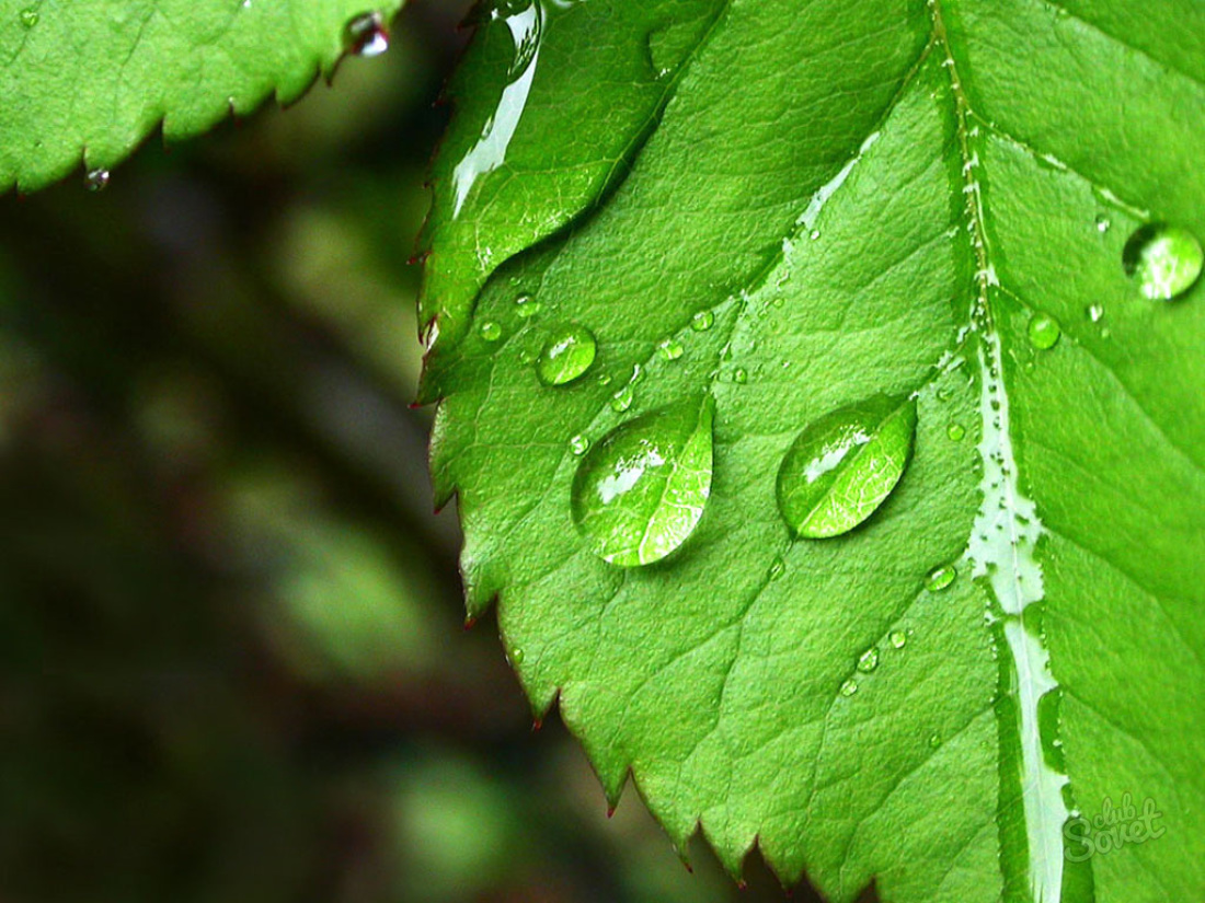 Cosa succede nelle foglie durante la respirazione?