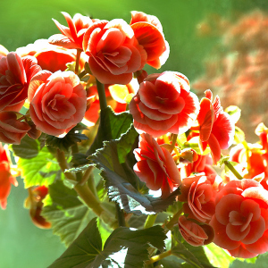 عکس چگونه Begonia را چند برابر کنید