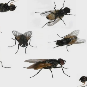 Фото к чему снятся мухи много?