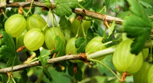How to plant gooseberries in spring