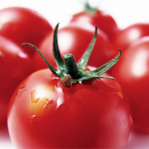 Stock Photo Hur man hanterar tomatsjukdomar