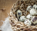 Ovos de codorna - benefício e danos como tomar