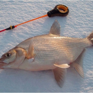 Cara menangkap ikan air tawar di musim dingin