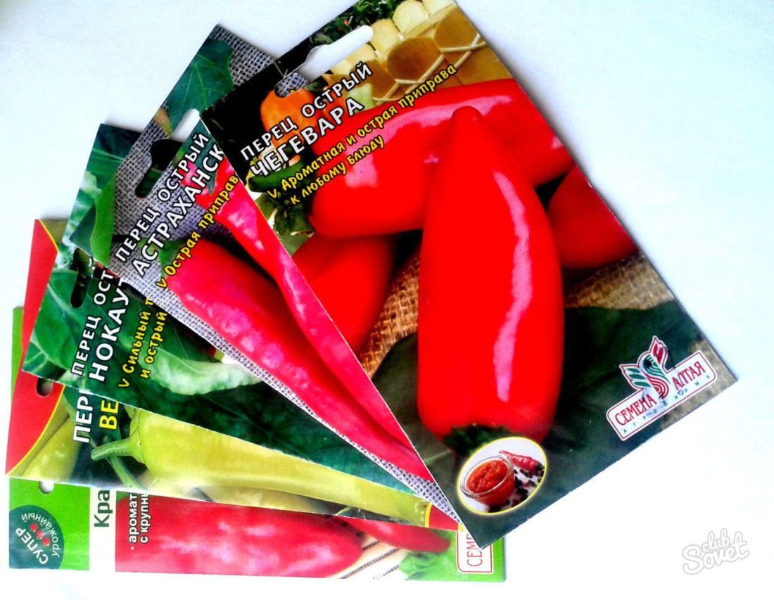 Πώς να προετοιμάσει τους σπόρους πιπεριού;
