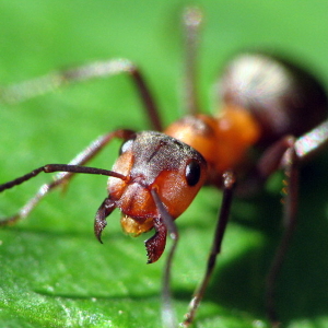 كيفية التخلص من النمل على المؤامرة