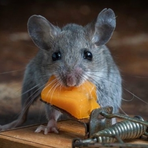 Stock Foto miris miševa kako se riješiti