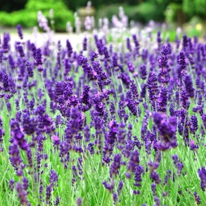 Wie man Lavendel im Land wächst