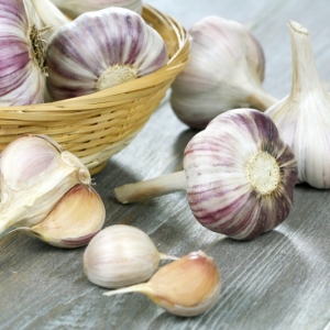How to prepare a bed under garlic in the fall
