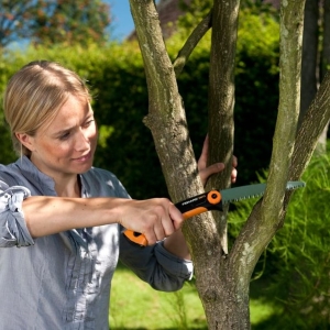 Photo how to cut a branch