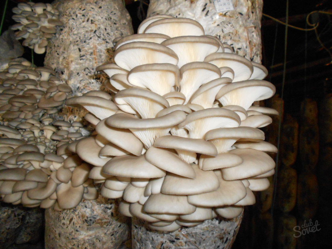 Hur gör man mycelium ostron svamp hemma?