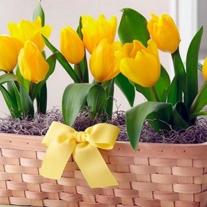 Hogyan növekszik a tulipánok március 8-ig