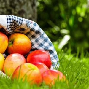 Stock foto ako pestovať jablko