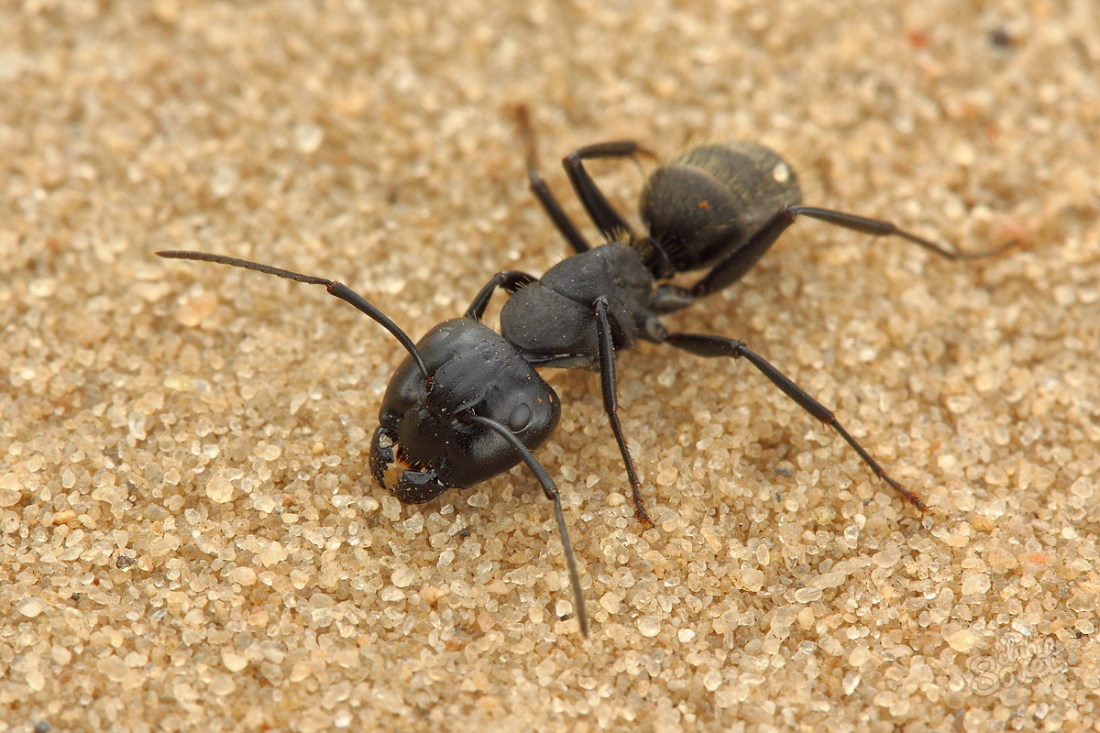 Как да се отървем от черните мравки
