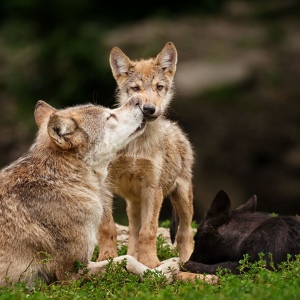 Фото как звери учат своих детенышей охотиться