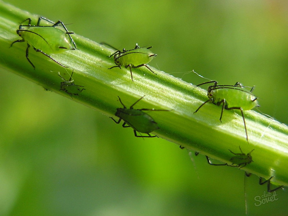 How to deal with aphids on plants