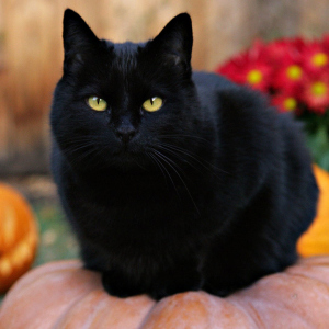 Fotos von dem, was die schwarze Katze träumt