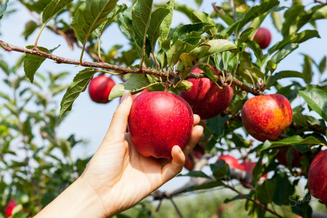 Защо да мечтаем да събираме ябълки?