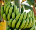 Come salvare le banane