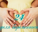 24 тиждень вагітності - що відбувається?