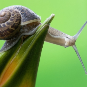 ფოტო რა არის snail გასროლა?
