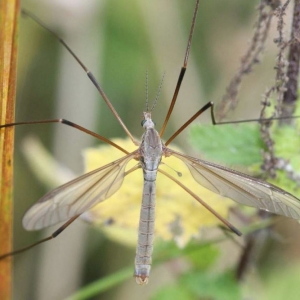 Estoque grande mosquito com pernas longas - qual é o nome e perigoso?