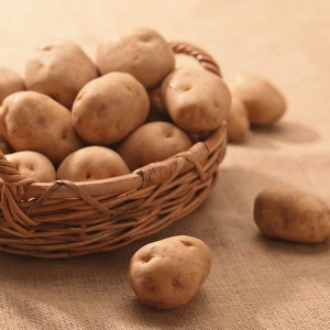 Foto Como armazenar batatas