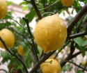 Ako sa starať o citrón