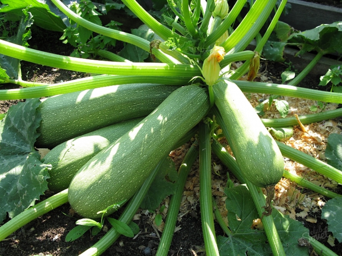 Come piantare zucchini