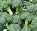 How to plant broccoli