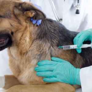 Photo How to make a dog injection?