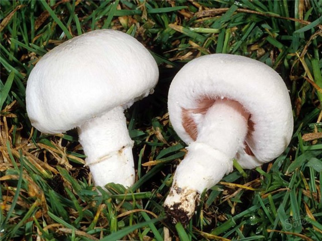 چگونه می توان قارچ ها را در خانه رشد داد